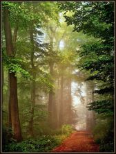 forestpathathighnoonhaze.jpg